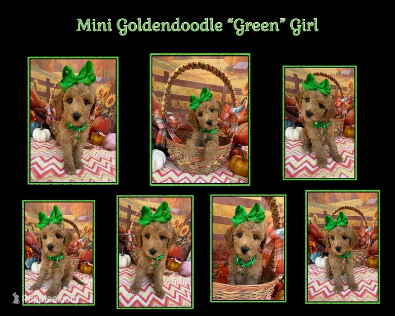 Shirley’s Green Girl – Miniature Goldendoodle puppy for sale in Eatonton, GA