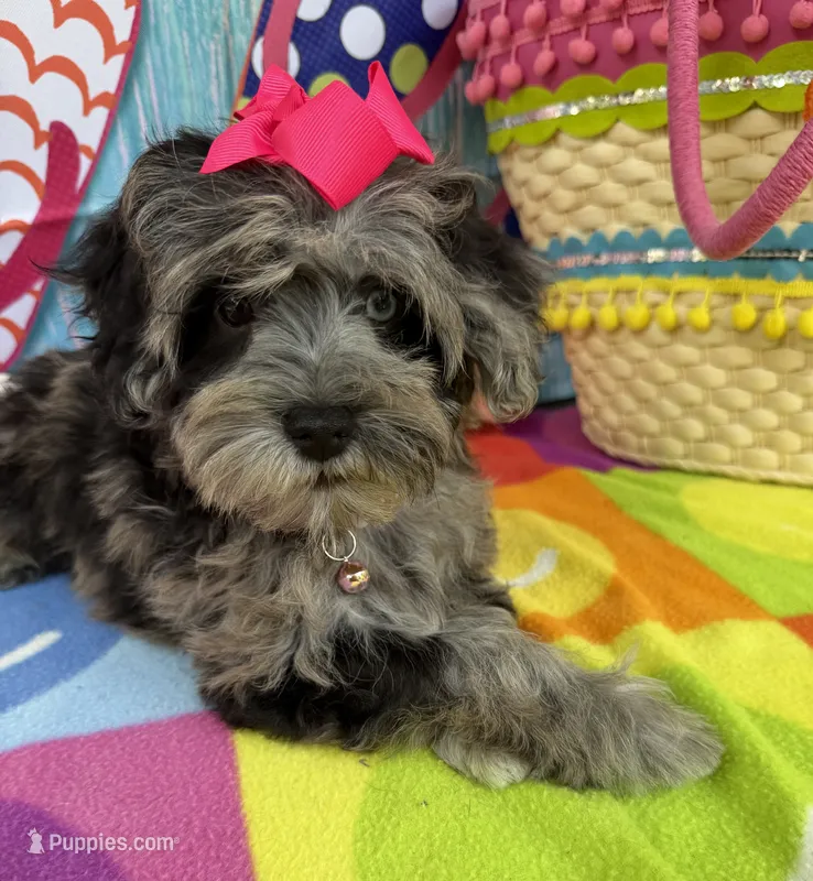 Trendy’s Tiny  Pink Girl Blue eye – Schnoodle puppy for sale in Eatonton, GA