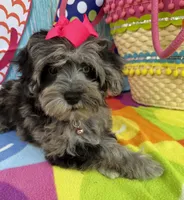 Trendy’s Tiny  Pink Girl Blue eye, a female Schnoodle for sale in Eatonton, GA – 1 of 6