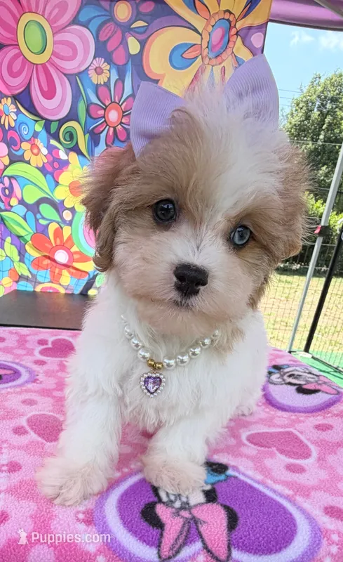 Dolly’s Red Merle Parti Blue Eye – Maltipoo puppy for sale in Eatonton, GA