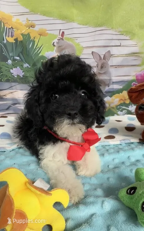 Hailey’s Red Boy – Cavapoo puppy for sale in Eatonton, GA