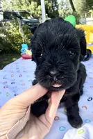 Jellybean’s Black/Sable Boy, a male Maltipoo for sale in Eatonton, GA – 3 of 10