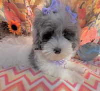 Jellybean’s Blue Merle/White, a female Maltipoo for sale in Eatonton, GA – 5 of 6