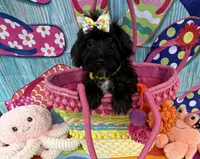 Reduced!   Trendy’s Yellow Girl, a female Schnoodle for sale in Eatonton, GA – 4 of 6
