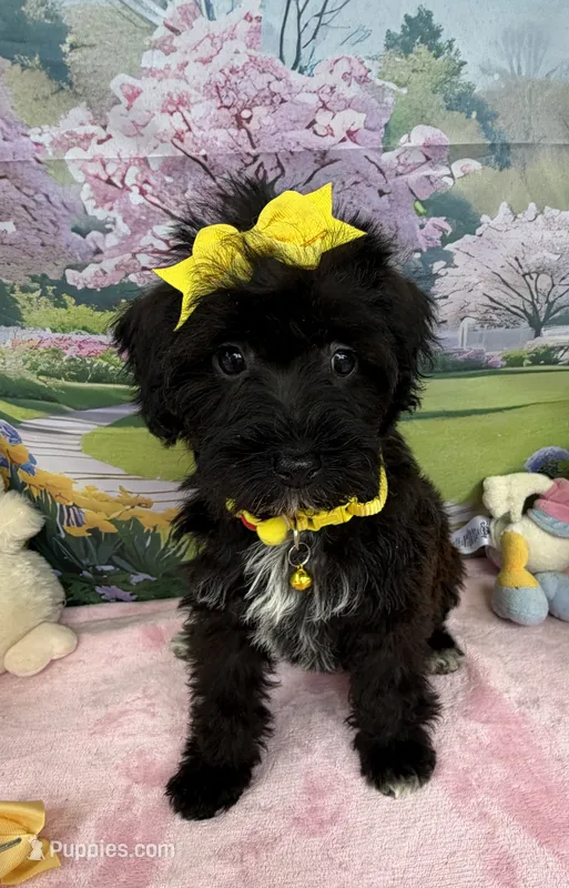 Trendy’s Yellow Girl – Schnoodle puppy for sale in Eatonton, GA