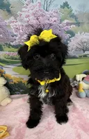 Trendy’s Yellow Girl, a female Schnoodle for sale in Eatonton, GA – 1 of 10