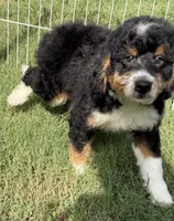 REDUCED!   Bernie’s Tri Boy, a male Miniature Bernedoodle for sale in Eatonton, GA – 7 of 8