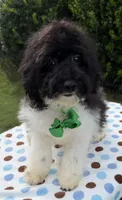 Hailey’s Green Boy, a male Cavapoo for sale in Eatonton, GA – 2 of 8