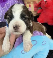 Lainey’s Blue Boy, a female Maltipoo for sale in Eatonton, GA – Photo 6 of 9