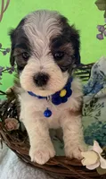 Lainey’s Blue Boy with Video, a female Maltipoo for sale in Eatonton, GA – Photo 6 of 7