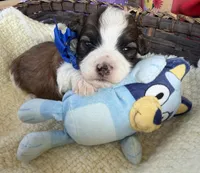 Lainey’s Blue Boy, a female Maltipoo for sale in Eatonton, GA – Photo 7 of 9