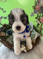 Lainey’s Blue Boy with Video, a female Maltipoo for sale in Eatonton, GA – Photo 1 of 7