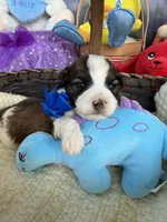 Lainey’s Blue Boy, a female Maltipoo for sale in Eatonton, GA – Photo 9 of 9