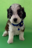 Lainey’s Blue Boy with Video, a female Maltipoo for sale in Eatonton, GA – Photo 4 of 7