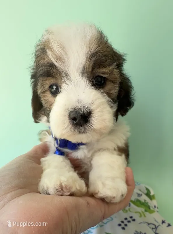 Lainey’s Blue Boy with Video – Maltipoo puppy for sale in Eatonton, GA