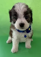 Lainey’s Blue Boy with Video, a female Maltipoo for sale in Eatonton, GA – Photo 3 of 7