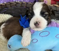 Lainey’s Blue Boy, a female Maltipoo for sale in Eatonton, GA – Photo 4 of 9