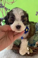 Lainey’s Blue Boy with Video, a female Maltipoo for sale in Eatonton, GA – Photo 2 of 7