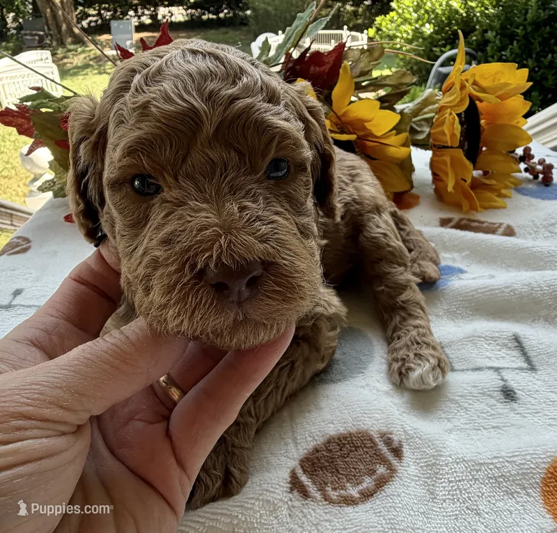 Shirley’s Black Boy – Miniature Goldendoodle puppy for sale in Eatonton, GA