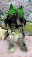 Trendy’s Green Girl Blue Eye, a female Schnoodle for sale in Eatonton, GA – 3 of 10