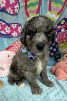 Bernie’s Blue Merle Boy, a male Miniature Bernedoodle for sale in Eatonton, GA – 2 of 9