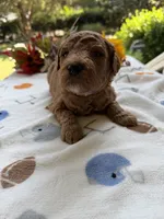 Shirley’s Blue Boy, a male Miniature Goldendoodle for sale in Eatonton, GA – 3 of 9