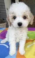 Hailey’s Brown Boy, a male Cavapoo for sale in Eatonton, GA – 4 of 9