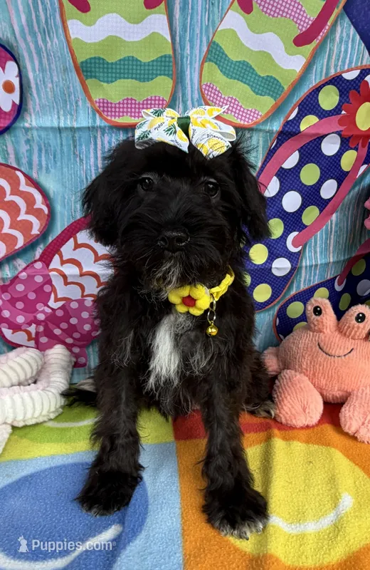 Reduced!   Trendy’s Yellow Girl – Schnoodle puppy for sale in Eatonton, GA