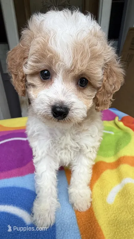 Hailey’s Blue Boy – Cavapoo puppy for sale in Eatonton, GA