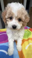 Hailey’s Blue Boy, a male Cavapoo for sale in Eatonton, GA – 1 of 6