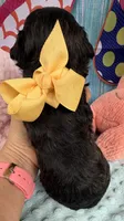 Jellybean’s Black/Sable Boy, a male Maltipoo for sale in Eatonton, GA – 5 of 9