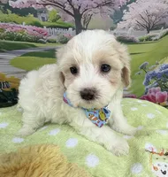 Jellybean’s Apricot/White Boy (blue in eye), a male Maltipoo for sale in Eatonton, GA – 5 of 10