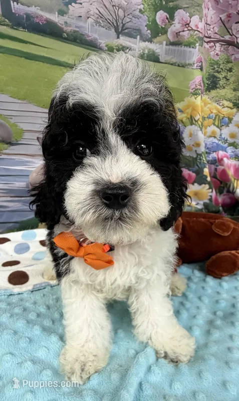 Hailey’s Orange Boy – Cavapoo puppy for sale in Eatonton, GA