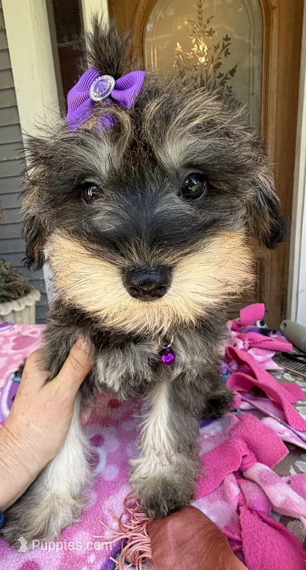 Trendy’s Purple Girl – Schnoodle puppy for sale in Eatonton, GA