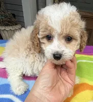 Hailey’s Blue Boy, a male Cavapoo for sale in Eatonton, GA – 6 of 6
