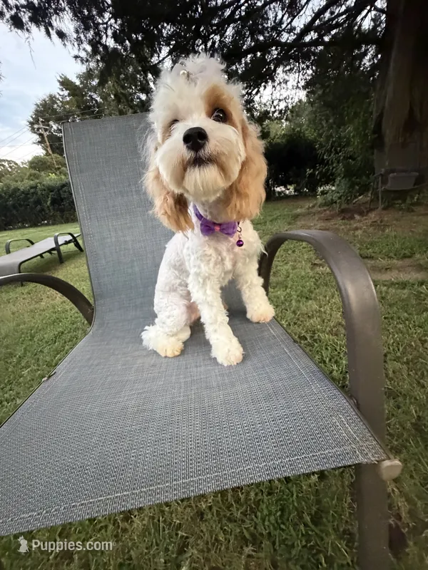 Katy’s Cavapoo Girl – Cavapoo puppy for sale in Eatonton, GA