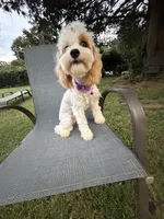 Katy’s Cavapoo Girl, a female Cavapoo for sale in Eatonton, GA – 6 of 6