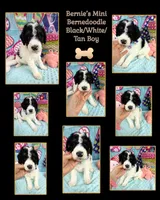 Bernie’s Bl/Wh/Tan Parti Boy, a male Miniature Bernedoodle for sale in Eatonton, GA – 9 of 9