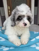 Peaches Light Blue Eyed Boy, a male Cavapoo for sale in Eatonton, GA – 6 of 7