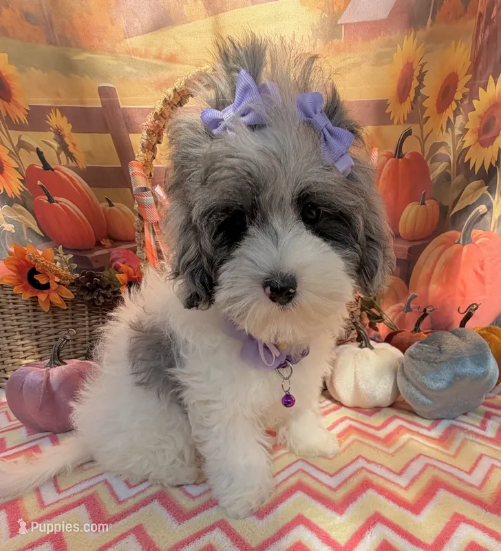 Jellybean’s Blue Merle/White – Maltipoo puppy for sale in Eatonton, GA