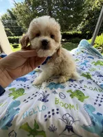 Hailey’s Tiny Blue , a female Cavapoo for sale in Eatonton, GA – 8 of 8