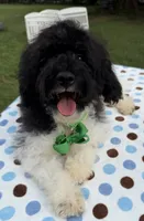 Hailey’s Green Boy, a male Cavapoo for sale in Eatonton, GA – 7 of 8