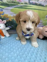 Pipi’s Blue Boy, a male Maltipoo for sale in Eatonton, GA – Photo 6 of 10