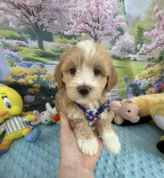 Pipi’s Blue Boy, a male Maltipoo for sale in Eatonton, GA – Photo 10 of 10