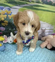 Pipi’s Blue Boy, a male Maltipoo for sale in Eatonton, GA – Photo 4 of 10