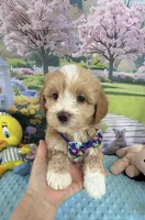 Pipi’s Blue Boy, a male Maltipoo for sale in Eatonton, GA – Photo 7 of 10