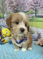 Pipi’s Blue Boy, a male Maltipoo for sale in Eatonton, GA – Photo 5 of 10