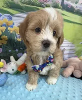 Pipi’s Blue Boy, a male Maltipoo for sale in Eatonton, GA – Photo 1 of 10