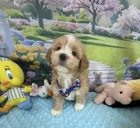 Pipi’s Blue Boy, a male Maltipoo for sale in Eatonton, GA – Photo 8 of 10