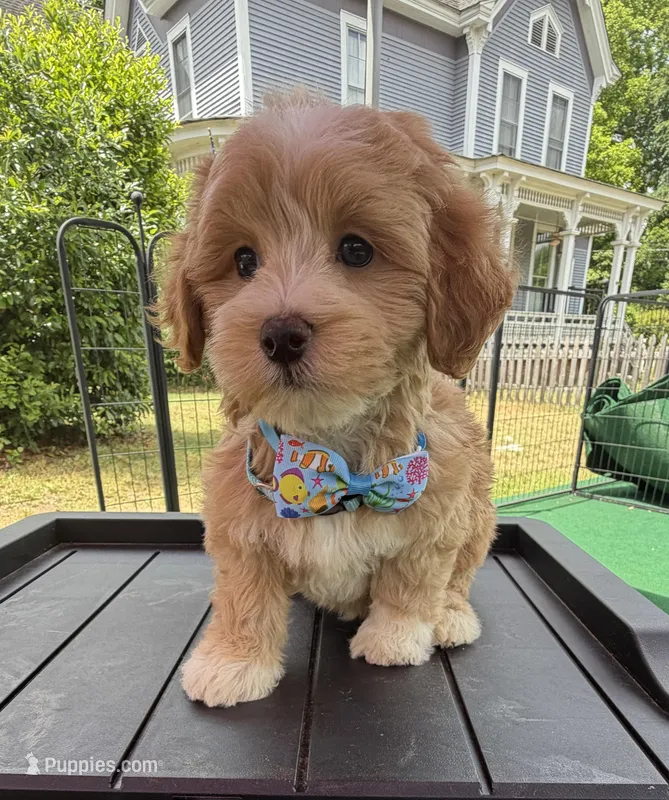 Pipi’s Blue Boy – Maltipoo puppy for sale in Eatonton, GA